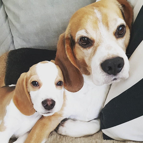 These adorable little beagles are so cute they’ve even got their own page! Check out their latest adventures on Instagram at bagel_and_boo_the_beagles