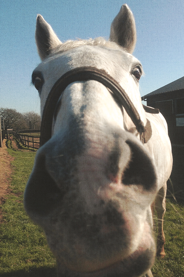 Love this picture! It was only February but we had a week of glorious sunshine and Blue got a new spring in his step!