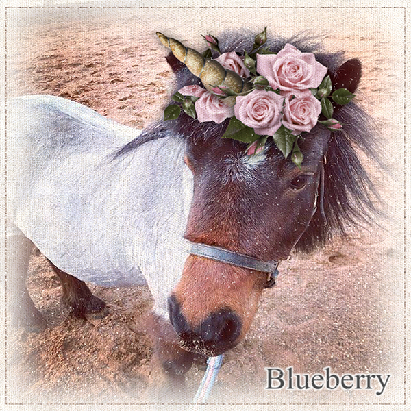 Meet cheeky little Blueberry, our first Unicorn makeover, owned by the lovely Sam!