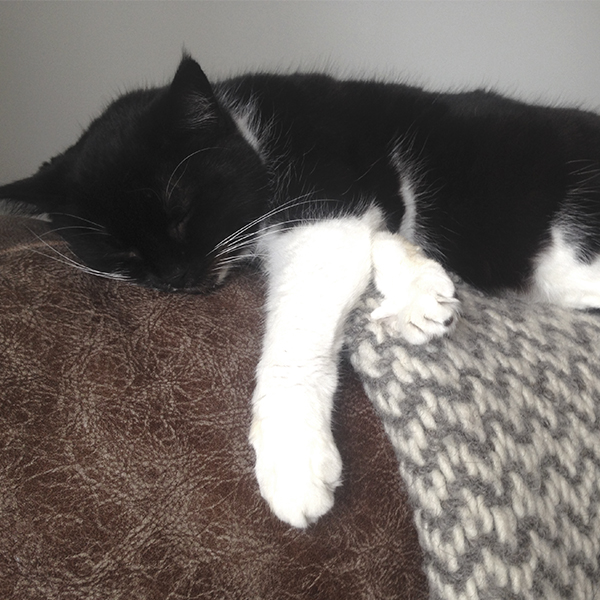 Introducing Felicity, our other resident rescue cat, this golden oldie is often caught sleeping on the job...